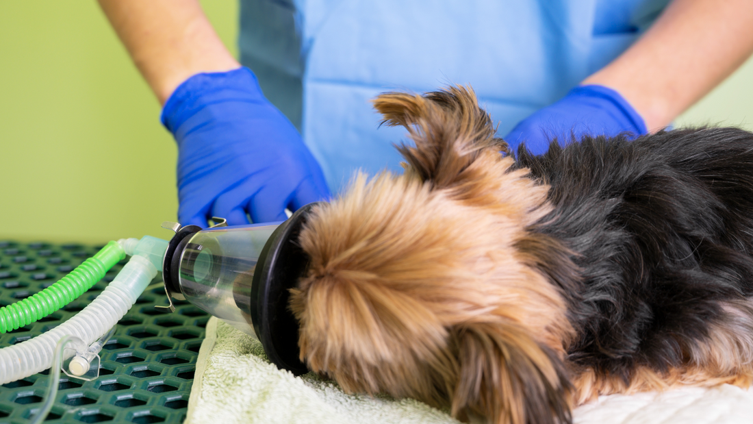 Innovations in Anesthesia: Pioneering Safer and Smoother Procedures for Pets