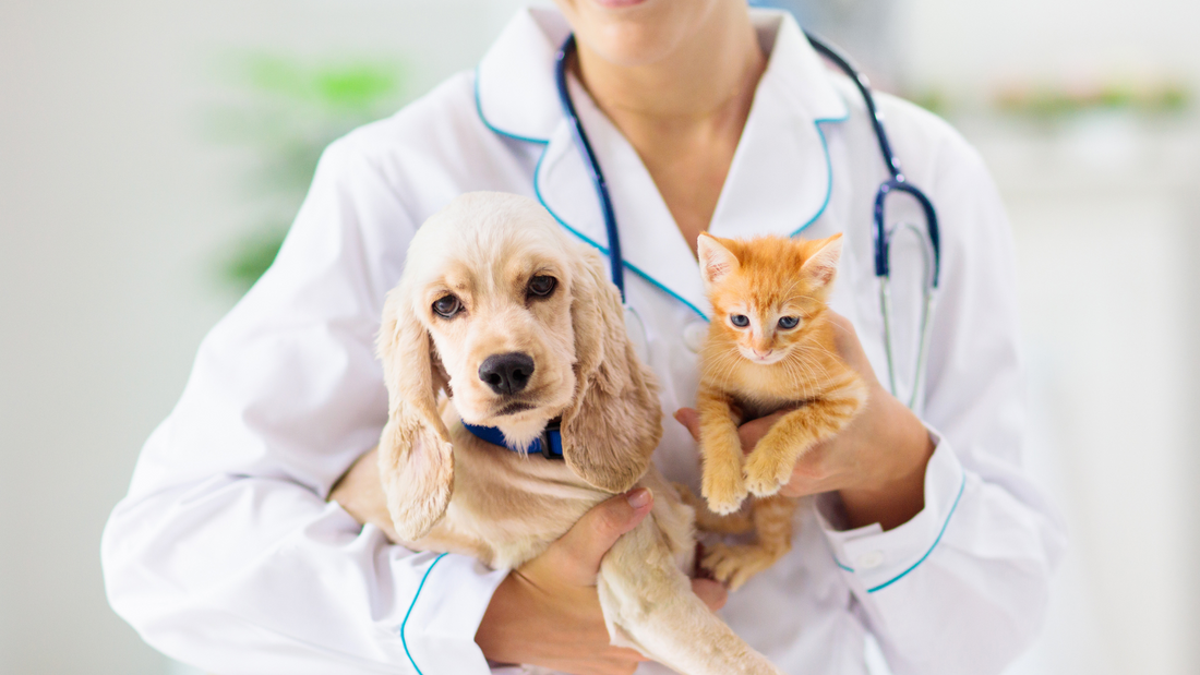 Portable Veterinary Appliances: Revolutionizing Remote Pet Care with Pet Lift Supply