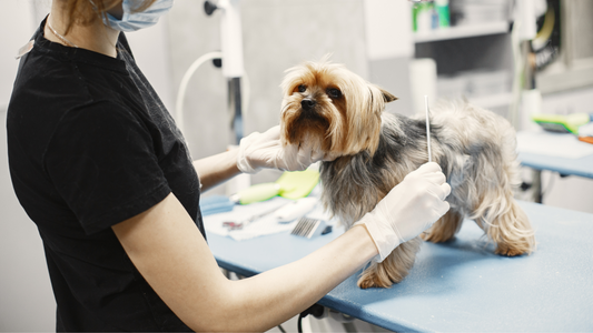 The Evolution of Electric Grooming Tables: Transforming Pet Grooming with Efficiency and Innovation