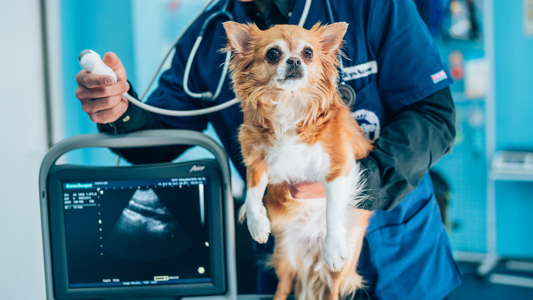 Industry Insights: Navigating the Evolution of Veterinary Medicine and Pet Grooming